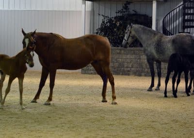Horses enjoying ThorTurf indoor arena footing